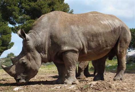 Javan Rhinoceros | Animal Wildlife