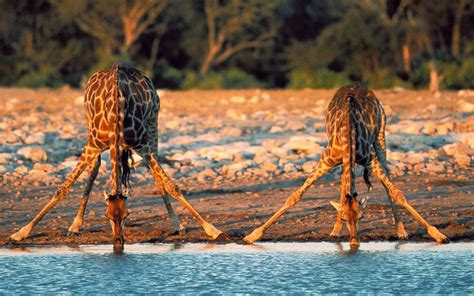 Cute Giraffe Drinking Water - 2560x1600 Wallpaper - teahub.io