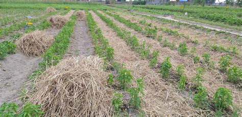 Paddy straw mulching... - Brindavanam organic farming school