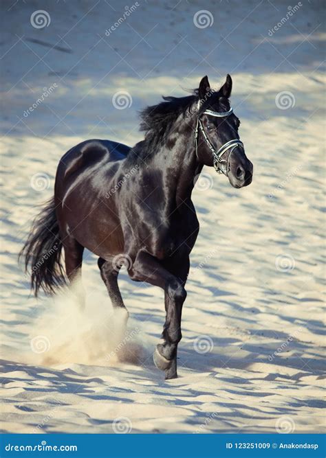 Running Beautiful Black Stallion in the Desert Stock Image - Image of motion, beauty: 123251009