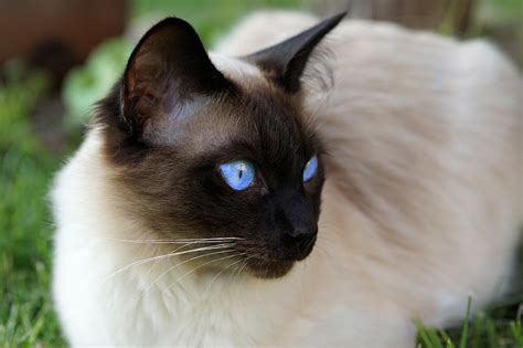 Best Siamese Cat Breed Guide - History, Health and Care