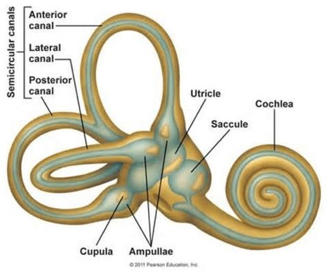 Vestibular impairment and its association to the neck and TMJ - MSK Neurology