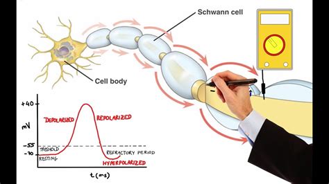 What Is Action Potential In A Neuron? Quick Answer - Ecurrencythailand.com