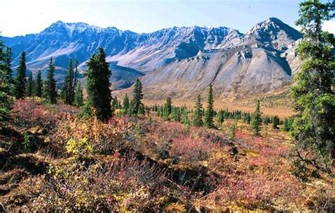 Fall Colours - Mackenzie Mountains | For a week or so in lat… | Flickr