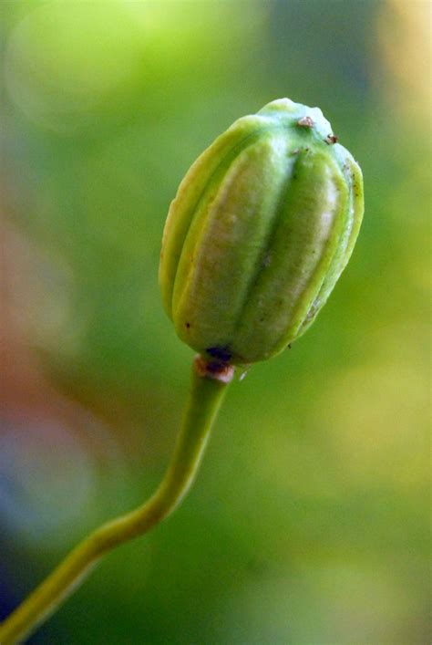 Plants - North Carolina Native Plant Society