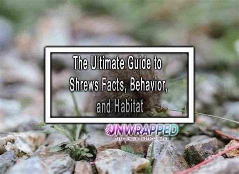 The Ultimate Guide to Shrews Facts, Behavior, and Habitat