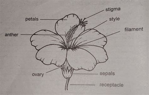 LIGHT IN SCIENCE 4: Unit 3 Lesson 1: Flower