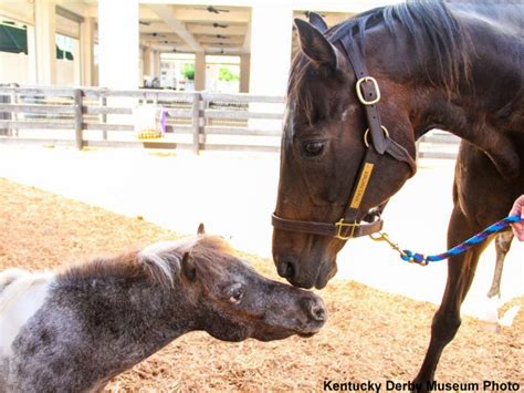 Kentucky Derby Museum Reopens Stable With Miniature Horse Named 'Mighty ...