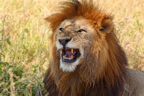 Male lion showing teeth stock image. Image of carnivore - 32322573