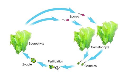 Algae And Plant Life-cycle Photograph by Mikkel Juul Jensen