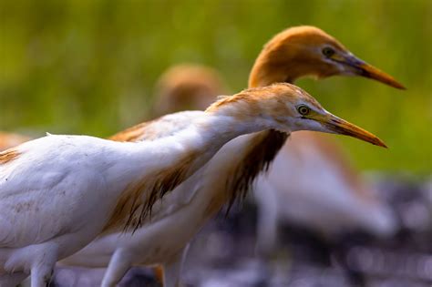 Burung Kuntul Putih Berdiri Di Sawah Berair Mencari Makanan Adalah ...