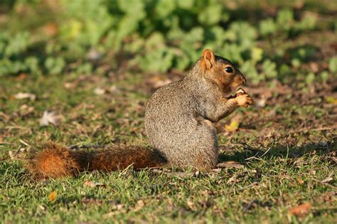 Eastern Fox Squirrel (Sciurus niger) | Idaho Fish and Game