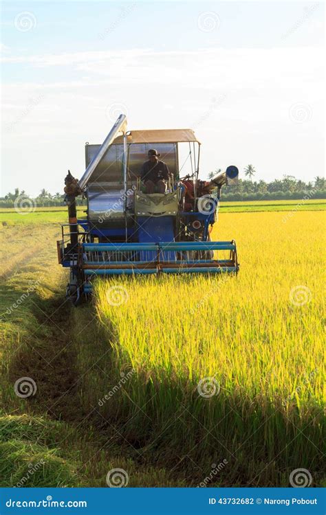 Rice harvest. editorial photography. Image of field, asia - 43732682