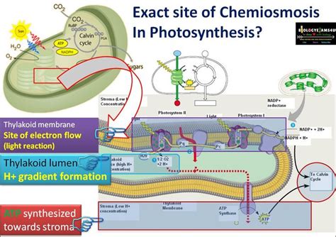 Exact site of Chemiosmosis and ATP synthesis in Photosynthesis. A concept diagram Understand and ...