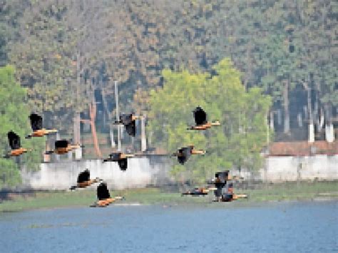 The effect of the removed vegetation from the water of Hazaribagh Lake ...