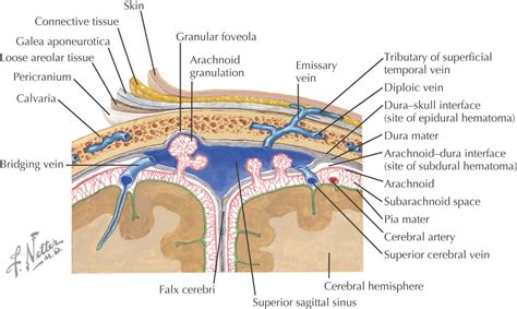 13-The Dangerous Area of the Scalp... - Applied Anatomy Study