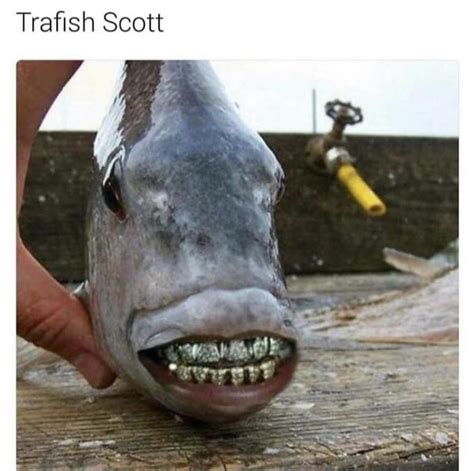 Trafish Scott | Travis Scott Fish | Know Your Meme