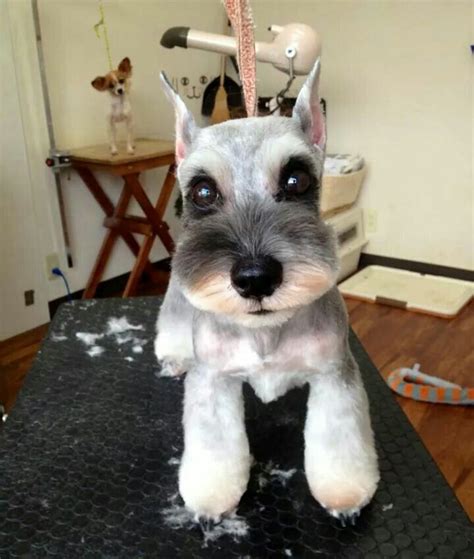 Schnauzer | Schnauzer grooming, Mini schnauzer puppies, Dog grooming styles