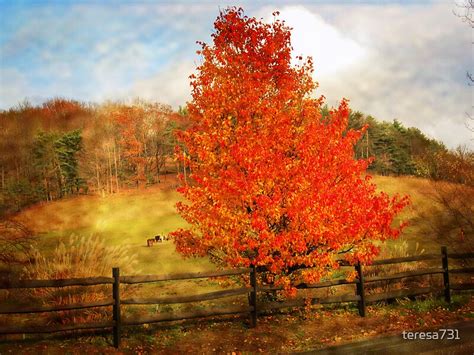 "Glorious Fall In Pennsylvania" by teresa731 | Redbubble