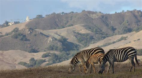 Why California has wild zebras