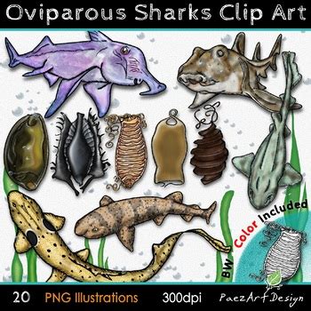 Oviparous Sharks & Eggs {PaezArtDesign} by PaezArtDesign | TpT