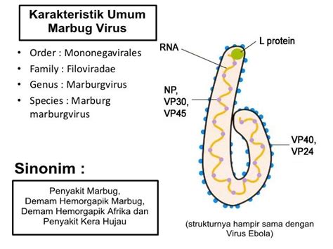 Para ilmuwan mengidentifikasi virus bernama Marburgpada tahun 1967, ketika wabah kecil terjadi ...