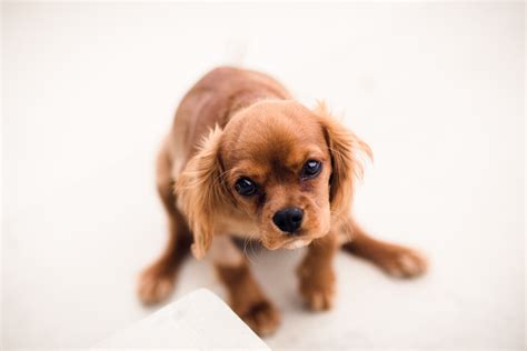 Free Photo: Sad Puppy Looking up