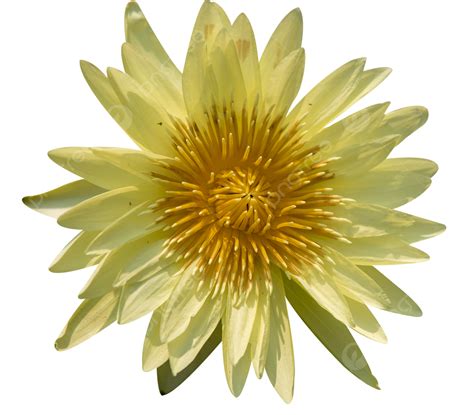 Water Lily Lotus, Water Lily, Lotus Flower, Lotus PNG Transparent Image ...