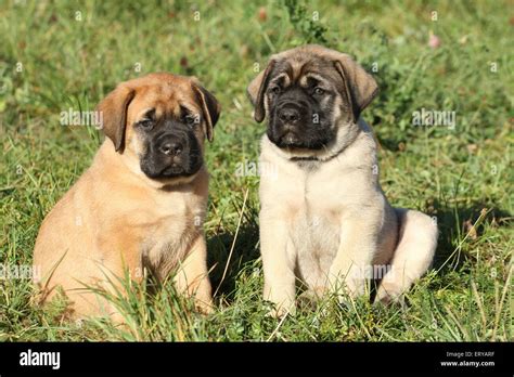 Old English Mastiff Puppies Stock Photo - Alamy