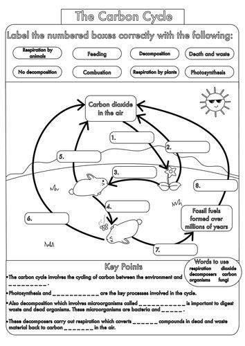 Nutrient Cycles Worksheet Answers : Nitrogen Cycle Worksheet Answer Key / (i)the amount of ...