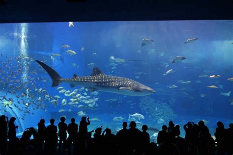 Okinawa Churaumi Aquarium | Discover places only the locals know about ...