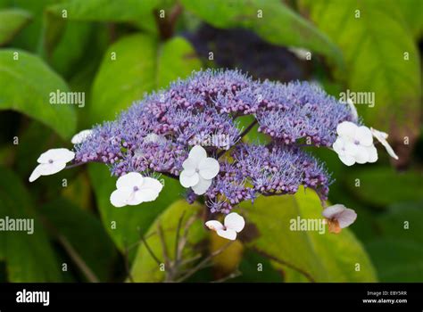 Hydrangea aspera hi-res stock photography and images - Alamy