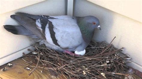 How to Build Pigeon Nest Box Fronts - Birds Of The Wild