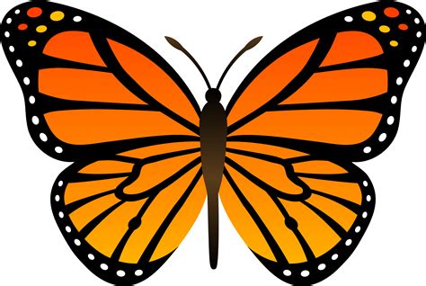 Monarch Butterfly PNG Transparent Images