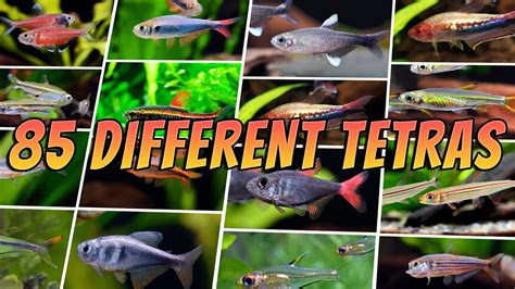 85 Best Tetra Fish Types : Rare & Common Aquarium Tetras - YouTube