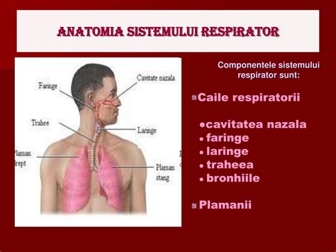 PPT - ANATOMIA SISTEMULUI RESPIRATOR PowerPoint Presentation, free ...