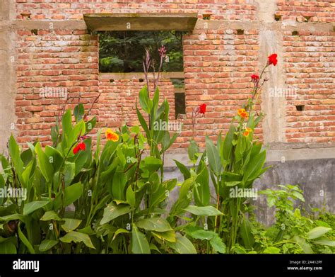Red brick wall with flowers hi-res stock photography and images - Alamy
