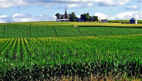 Iowa Farm Corn