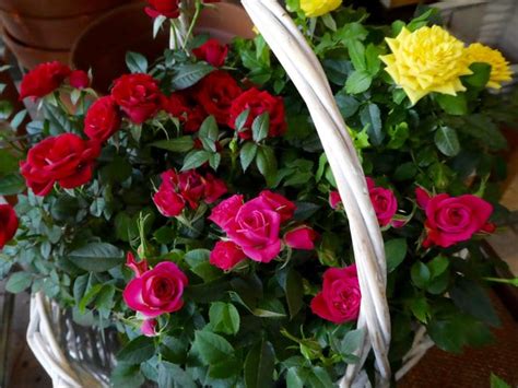 Growing Miniature Roses Indoors (My Secret Tips) - Smart Garden Guide