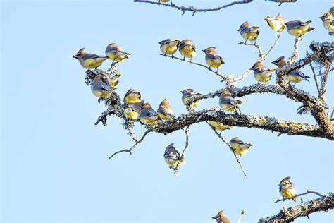 Cedar Waxwing Migration, Winter 2014 | kanokwalee | Flickr