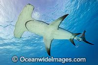 Hammerhead Shark Photos, Pictures and Images