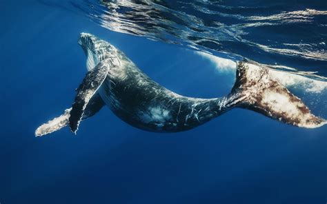 Blue whale under the sea HD wallpaper | Wallpaper Flare