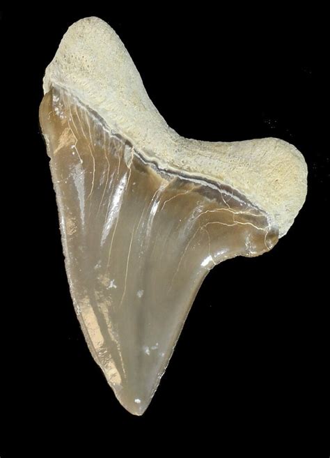 Killer 1.69" Cretoxyrhina Shark Tooth - Kansas For Sale (#42950) - FossilEra.com