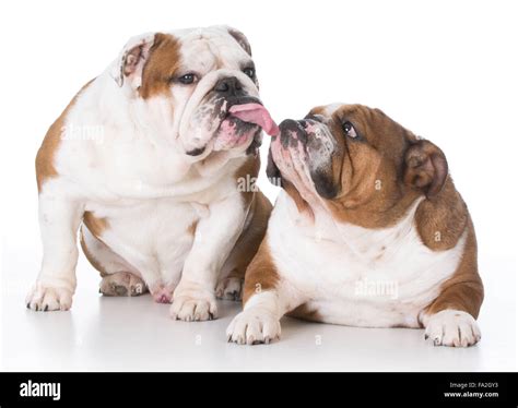 two bulldogs with funny expressions on white background Stock Photo - Alamy