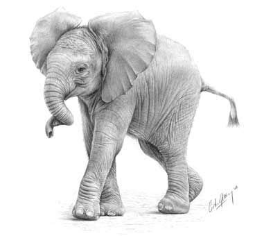 Baby Elephant Pencil Drawing - bestpencildrawing