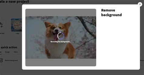 Full Guide for How to Remove Background with Adobe Background Remover