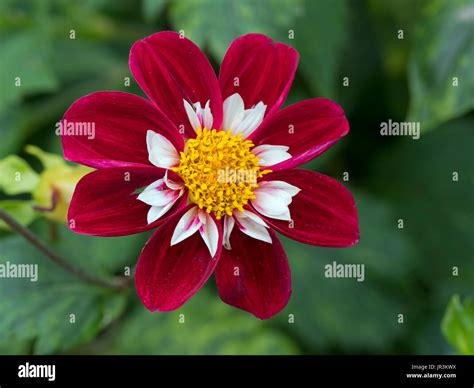 Dahlia Nathalie, cultivar Nathalie in flower in summer border Stock Photo - Alamy