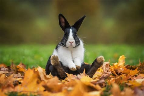 Rabbit Lifespan: How Long Do Pet Rabbits Live?