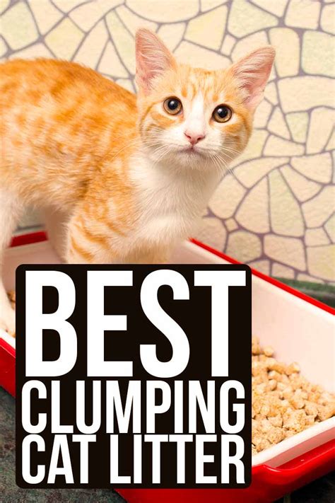 Best Clumping Cat Litter