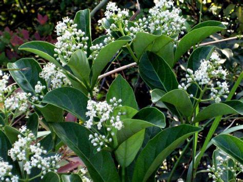 Viburnum odoratissimum 'Sweet' 10" Pot - Hello Hello Plants